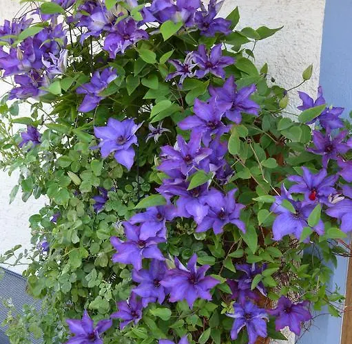 招待所 科伦斯皮特旅馆 内塞尔旺勒